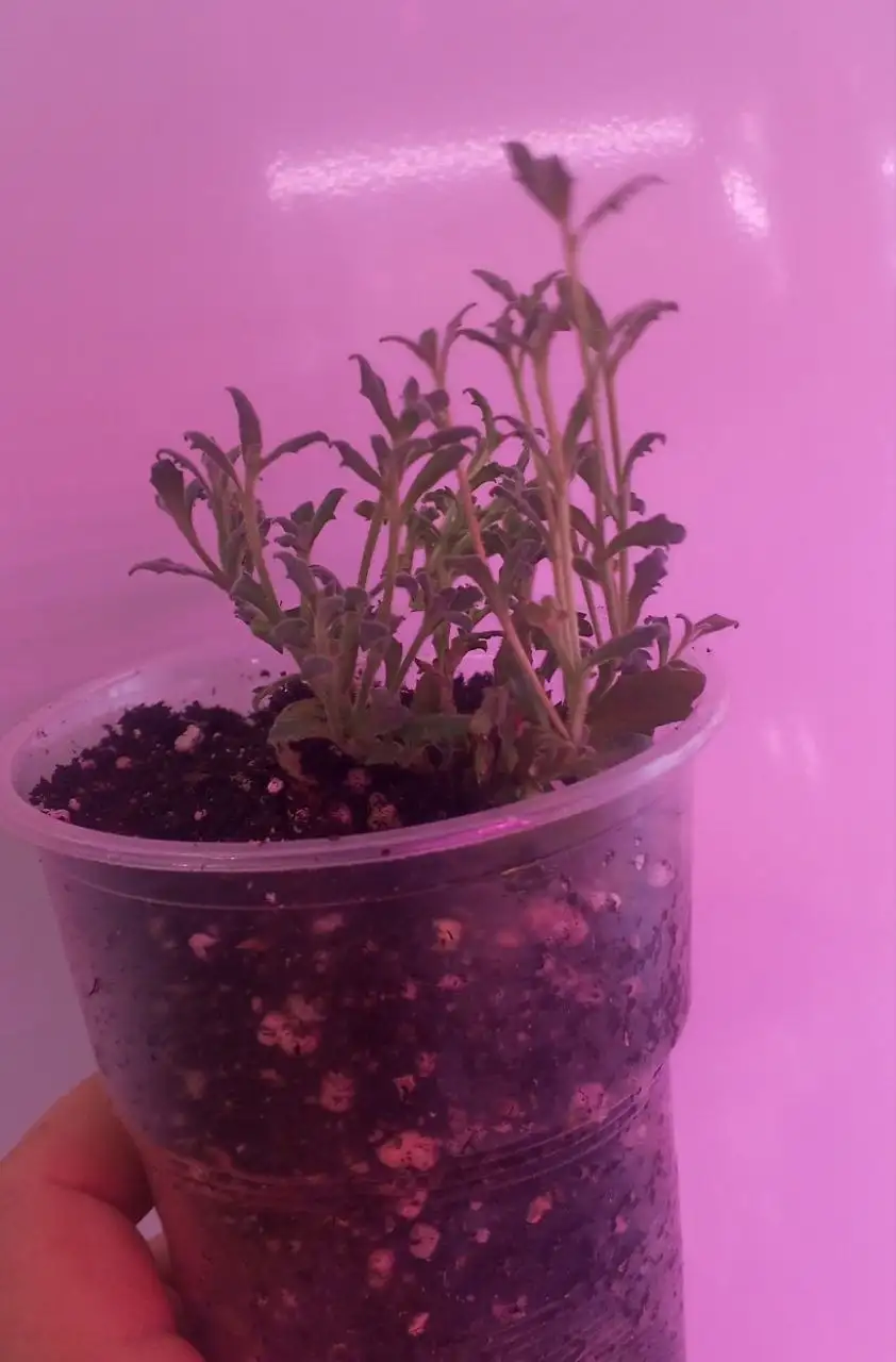 Обриета розовая - Растения (Хобби и отдых) в Уфа