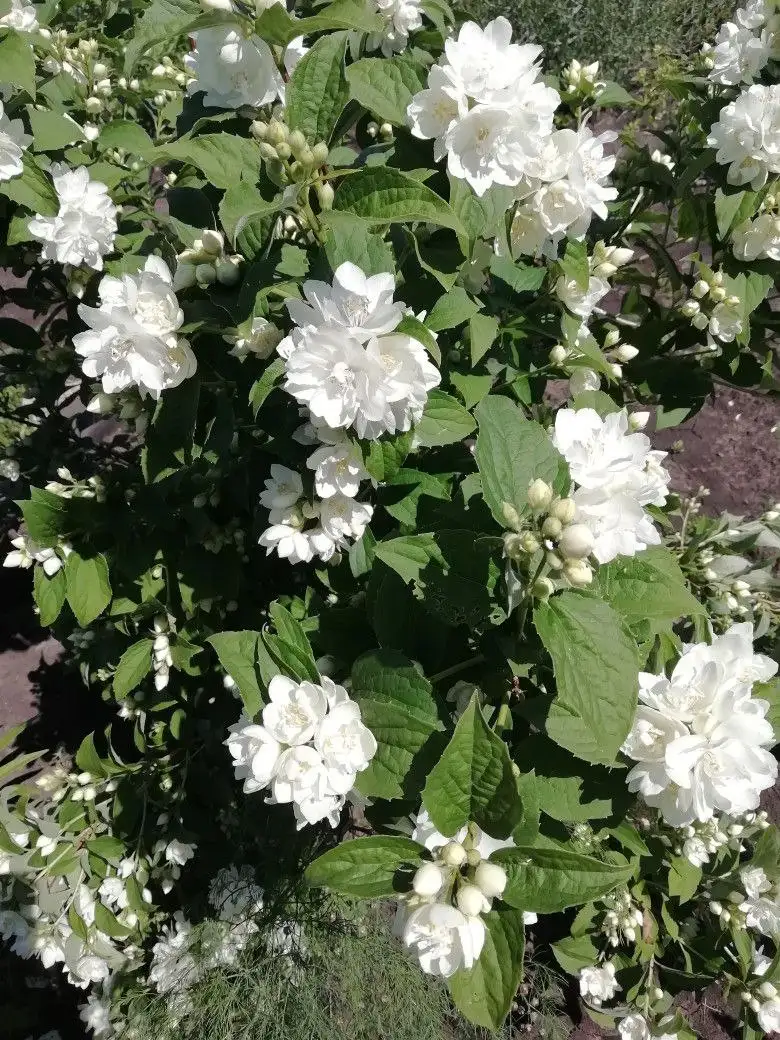 Черенки и кусты махрового жасмина - Растения (Хобби и отдых) в Уфа