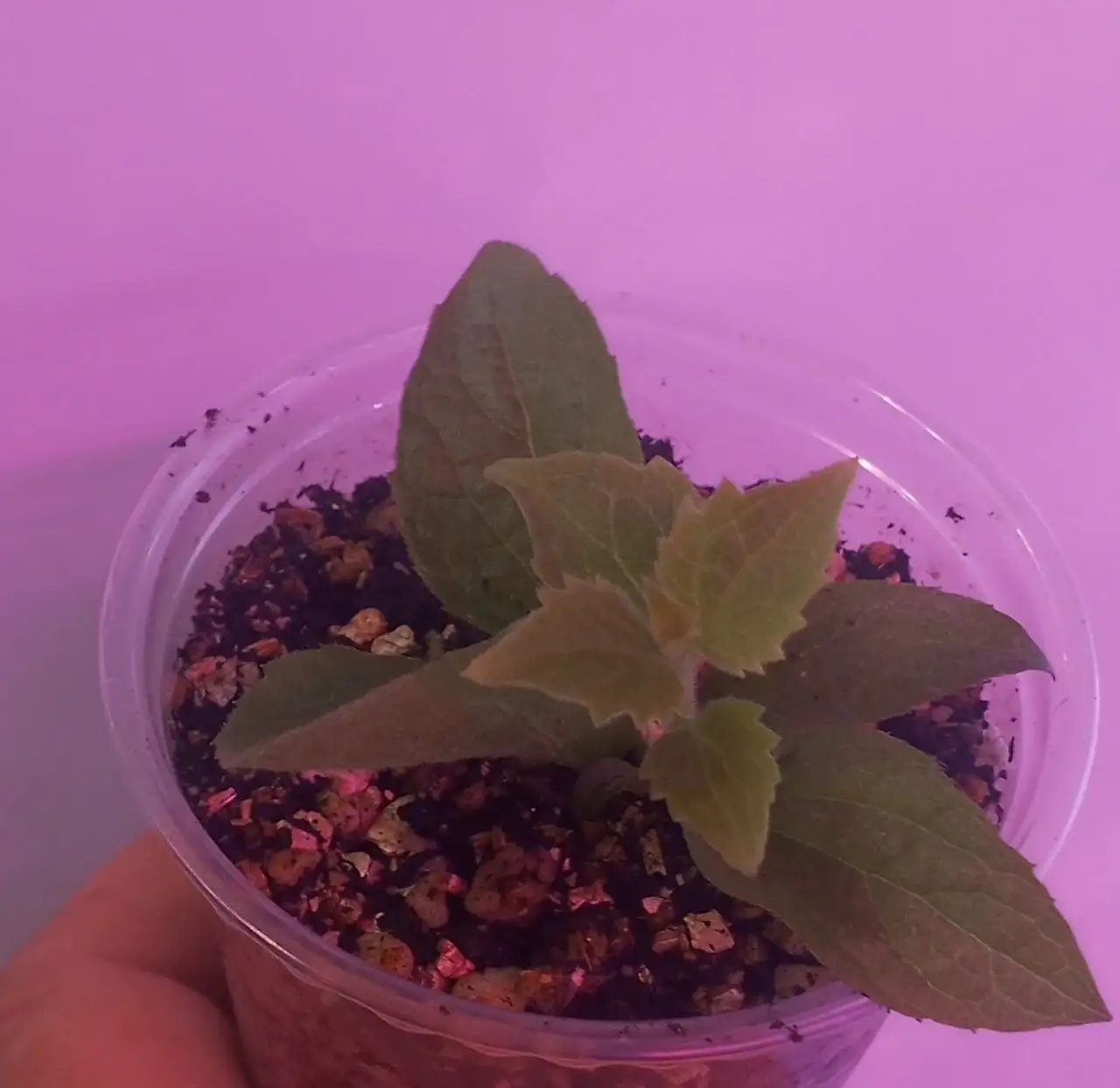 Черенки и кусты махрового жасмина - Растения (Хобби и отдых) в Уфа