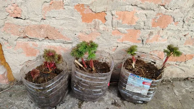 Пион тонколистный махровый - Растения в Уфа