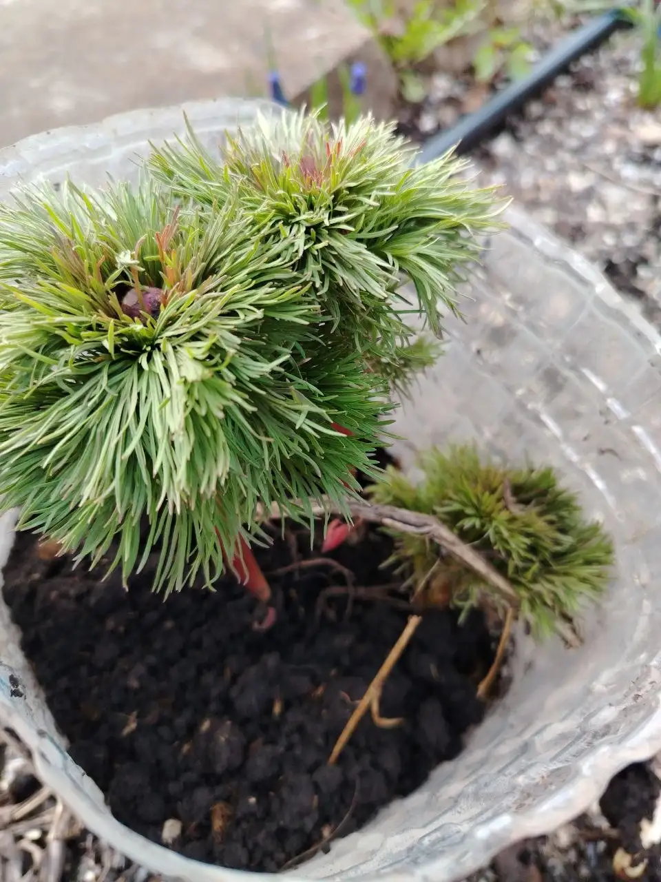 Пион тонколистный махровый - Цветы (Растения) в Уфа