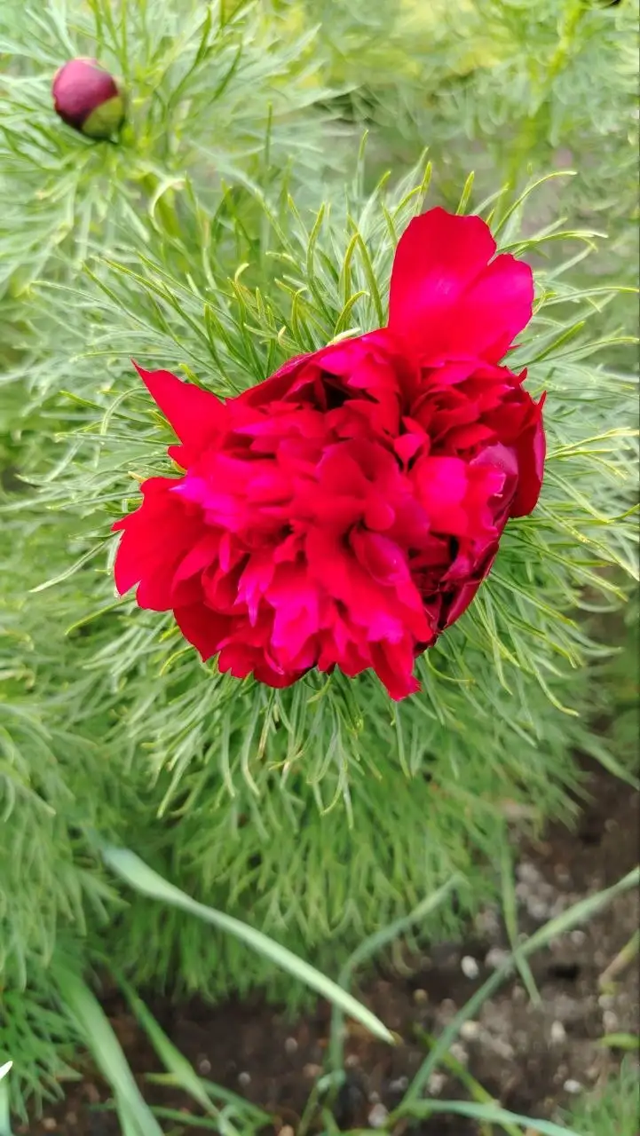 Пион тонколистный махровый - Цветы (Растения) в Уфа