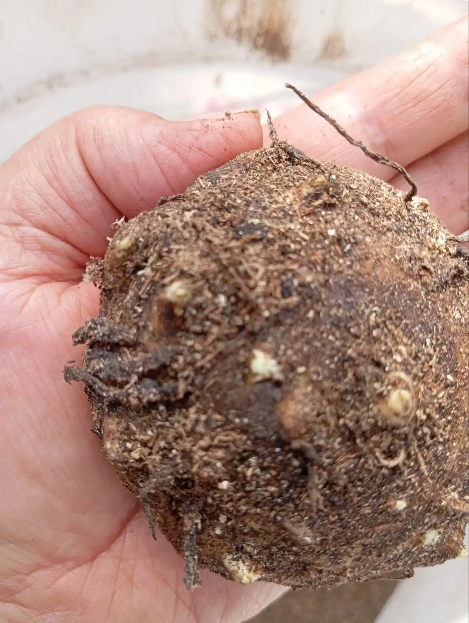 Луковицы калл 5-7 см - Растения,семена (Для дома и дачи) в Уфа