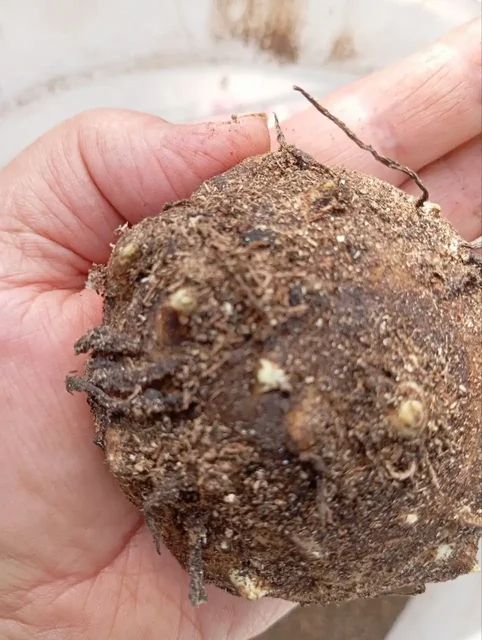 Луковицы калл 5-7 см - Инструменты в Уфа