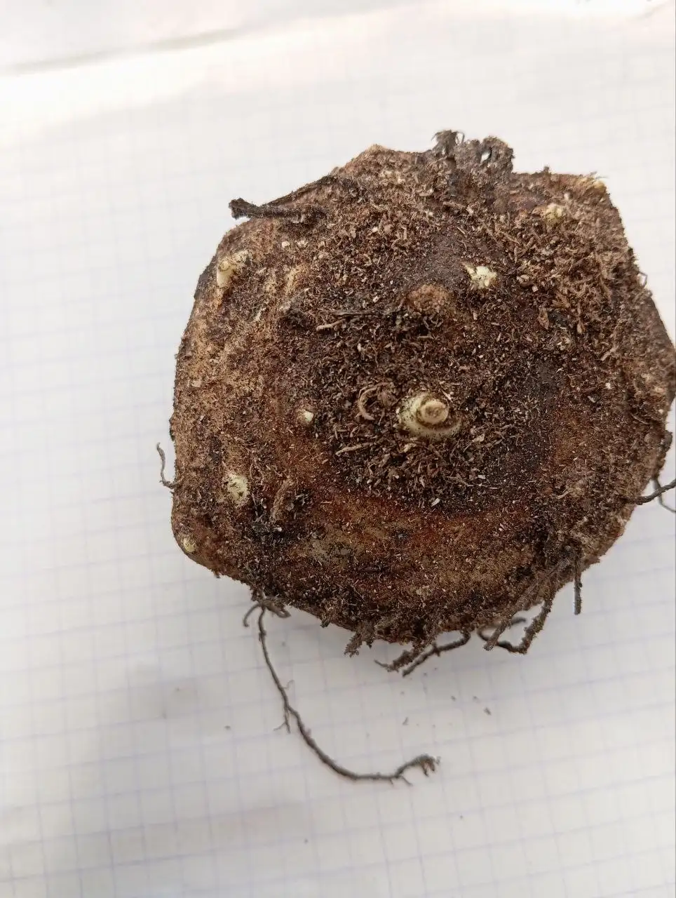 Луковицы калл 5-7 см - Растения,семена (Для дома и дачи) в Уфа