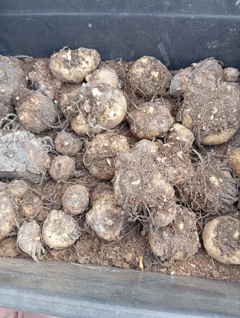 Луковицы калл 5-7 см - Растения,семена (Для дома и дачи) в Уфа