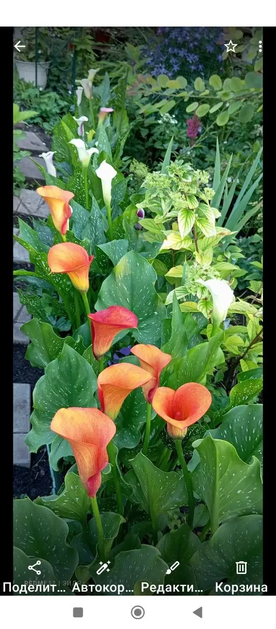 Луковицы калл 5-7 см - Растения,семена (Для дома и дачи) в Уфа