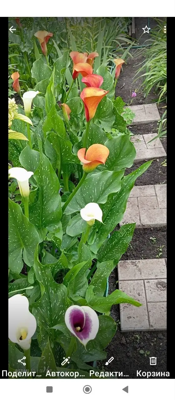 Луковицы калл 5-7 см - Растения,семена (Для дома и дачи) в Уфа