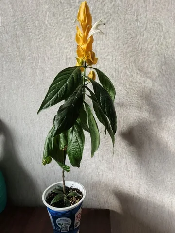 Пахистахис - Хобби и отдых в Уфа