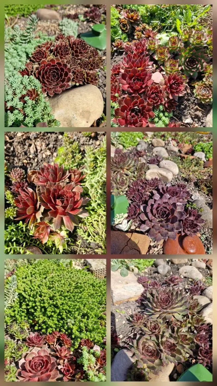 Продажа сотовых молодил и очитков - Растения (Хобби и отдых) в Уфа