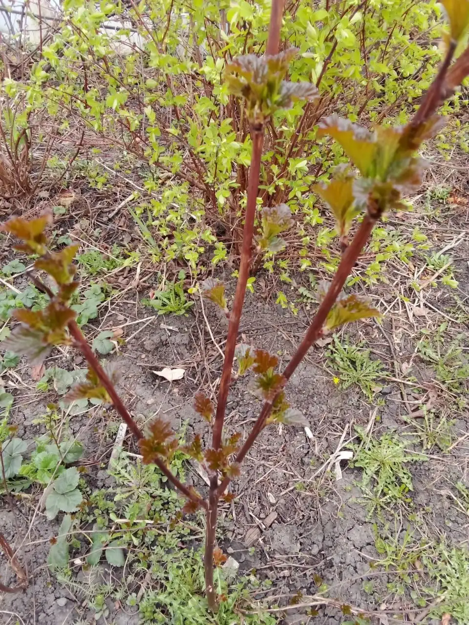 Пузыреплодник диаболо - Растения (Для дома и дачи) в Уфа