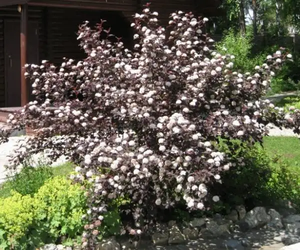 Пузыреплодник диаболо - Растения (Для дома и дачи) в Уфа