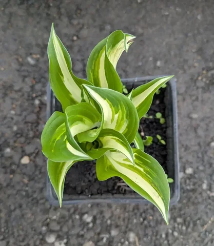 Хоста Медиовариегата - Хобби и отдых в Уфа