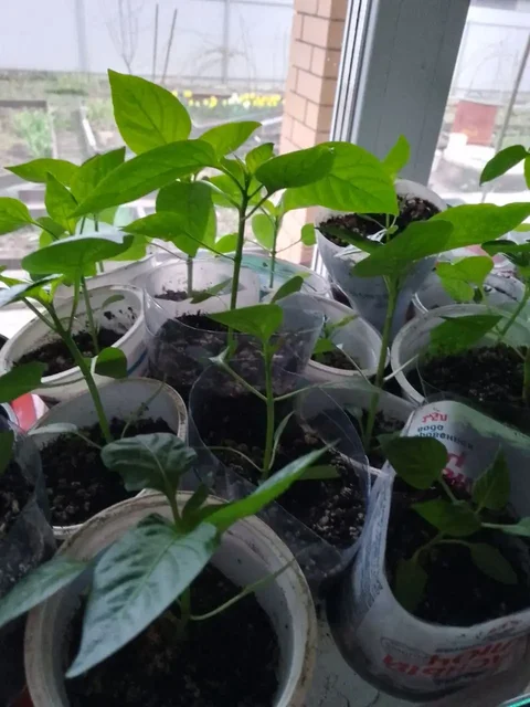 Рассада перца сладкого - Инструменты в Уфа