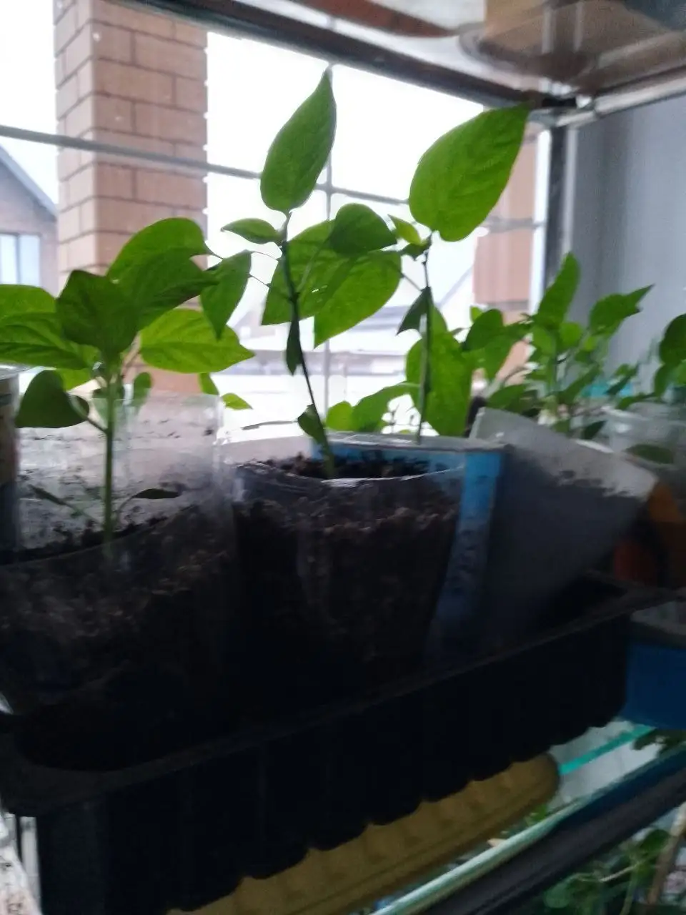 Рассада перца сладкого - Рассада (Для дома и дачи) в Уфа