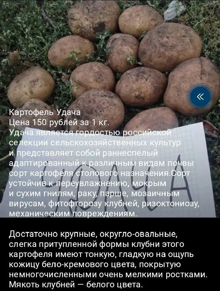 Картофель сортовой семенной - Для дома и дачи в Уфа