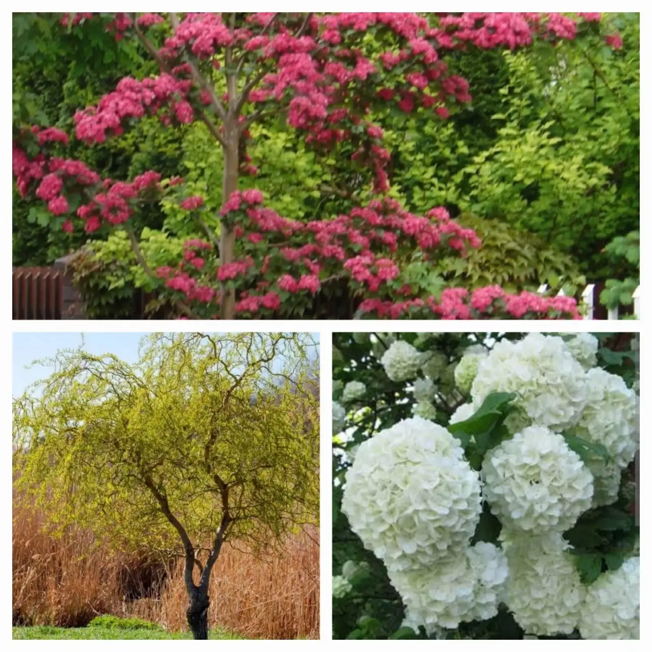 Саженцы: боярышник, ива, калина - Растения (Для дома и дачи) в Уфа