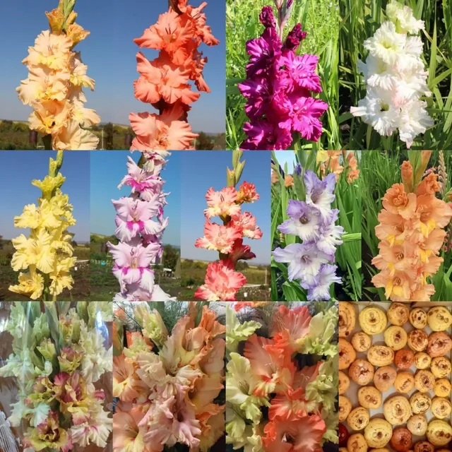 Продажа гладиолусов и клематиса - Хобби и отдых в Уфа