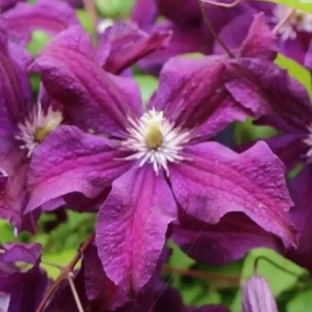 Продажа гладиолусов и клематиса - Растения (Хобби и отдых) в Уфа