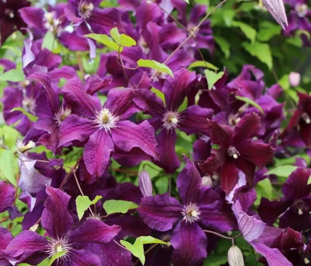 Продажа гладиолусов и клематиса - Растения (Хобби и отдых) в Уфа