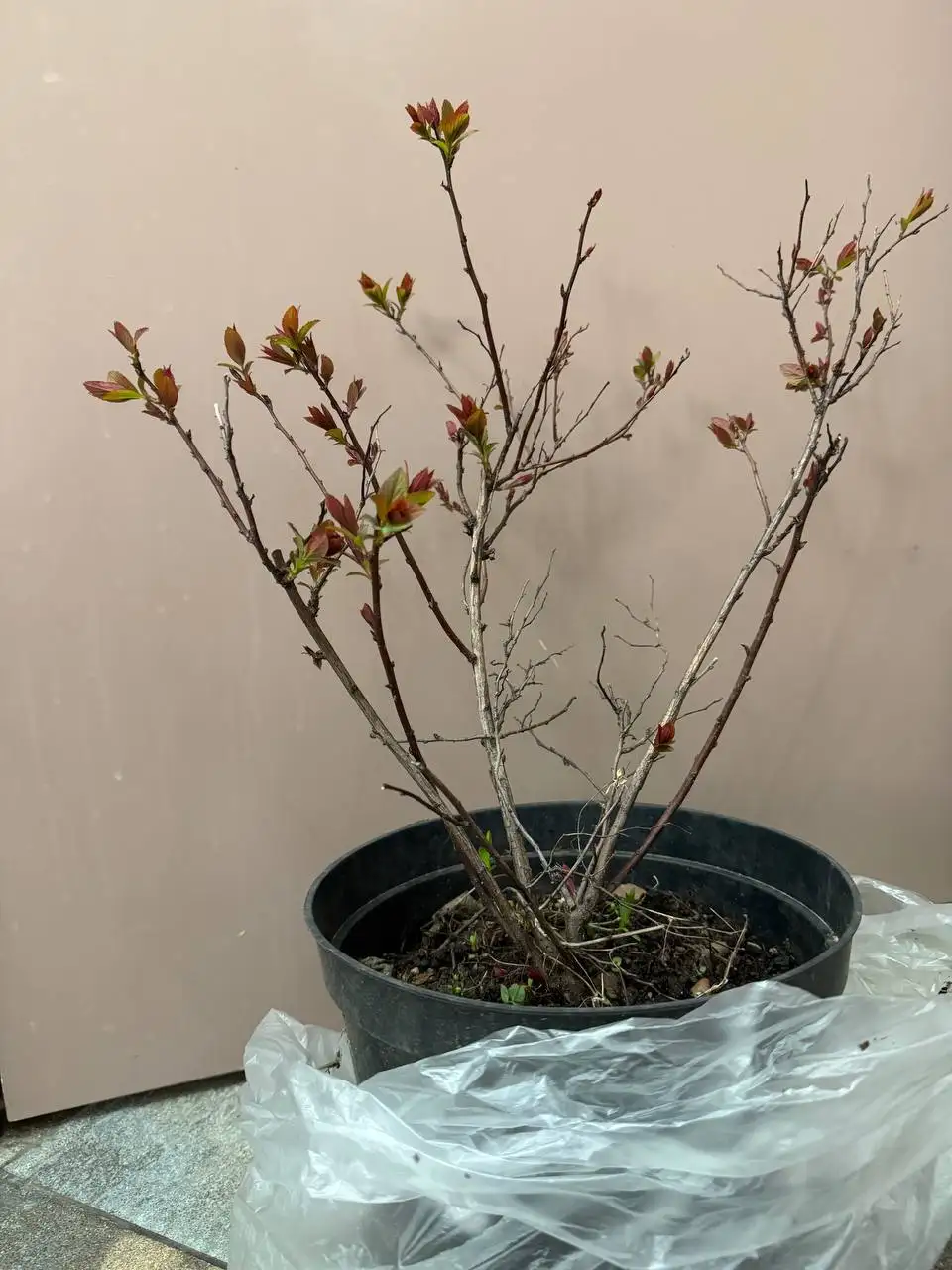 Спирея Голден Принцесс - null (Растения) в Уфа