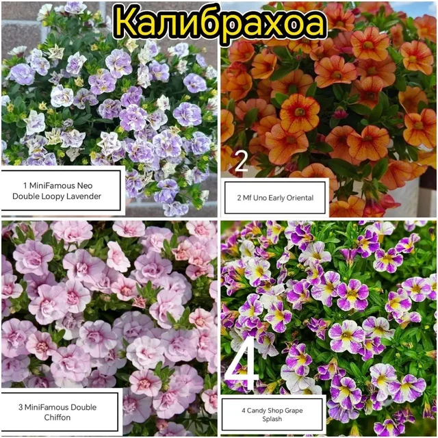 Рассада цветов Калибрахоа, Немезия, Вербена - Хобби и отдых в Уфа