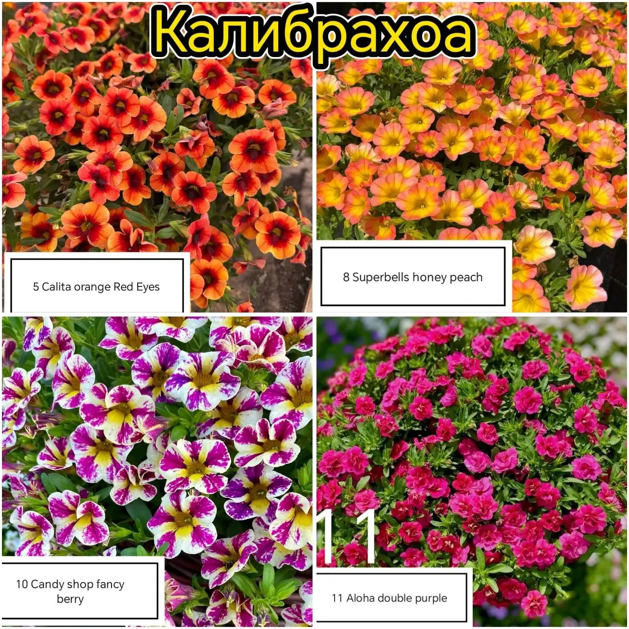 Рассада цветов Калибрахоа, Немезия, Вербена - Хобби и отдых в Уфа