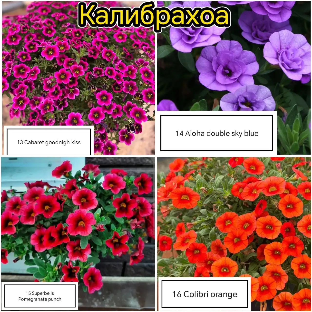 Рассада цветов Калибрахоа, Немезия, Вербена - Хобби и отдых в Уфа