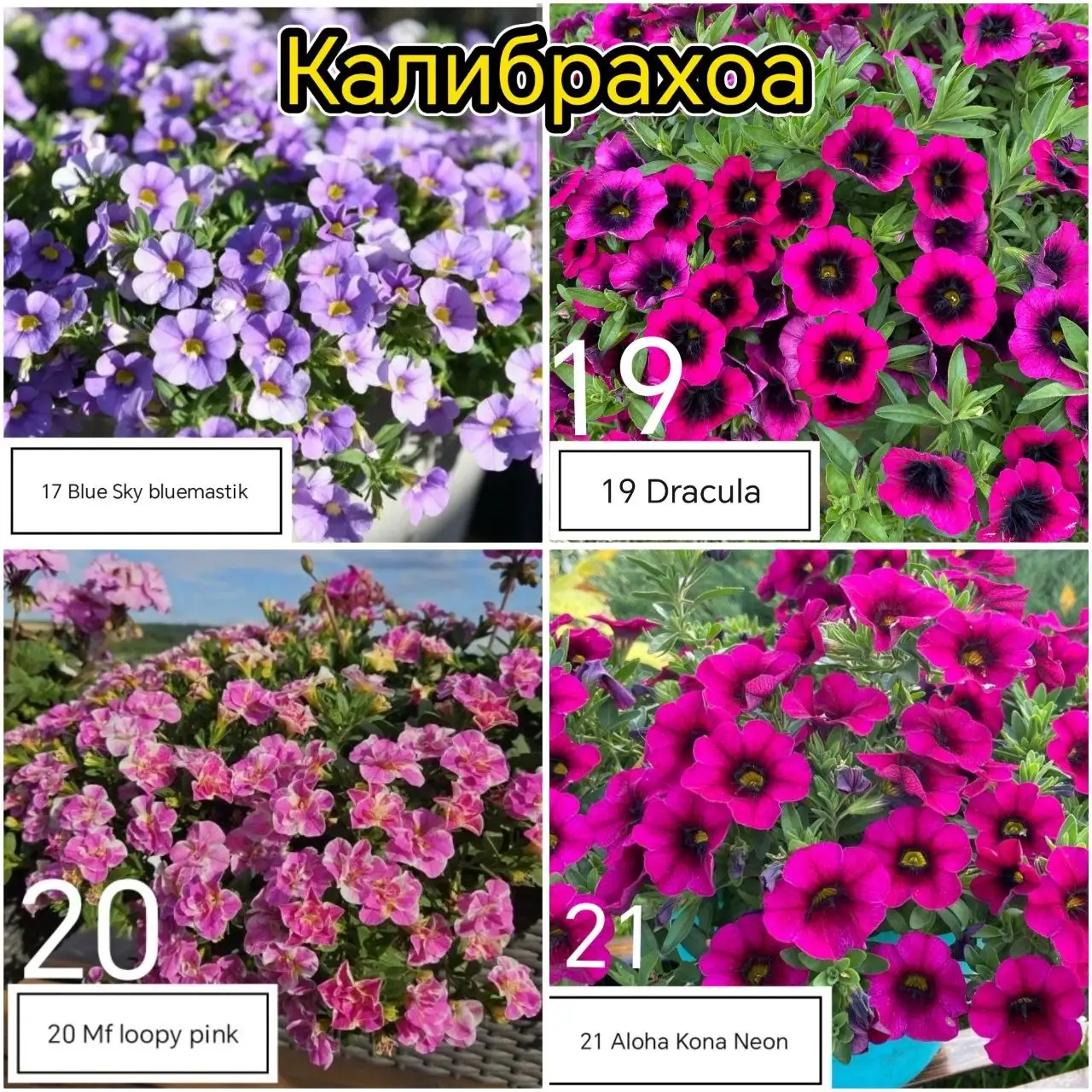 Рассада цветов Калибрахоа, Немезия, Вербена - Хобби и отдых в Уфа