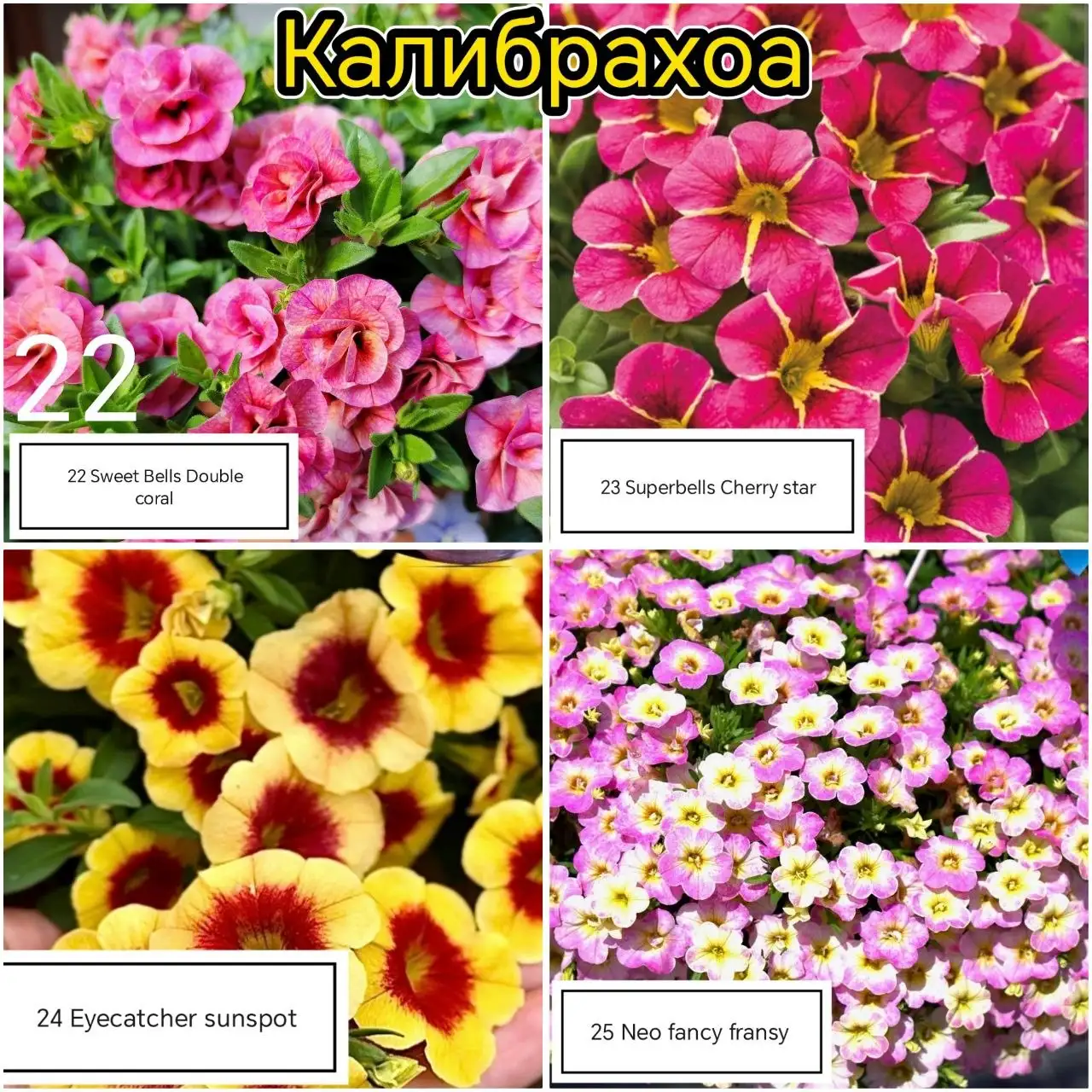 Рассада цветов Калибрахоа, Немезия, Вербена - Хобби и отдых в Уфа