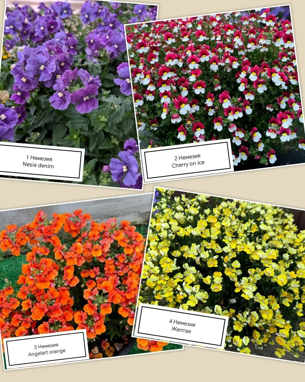 Рассада цветов Калибрахоа, Немезия, Вербена - Хобби и отдых в Уфа