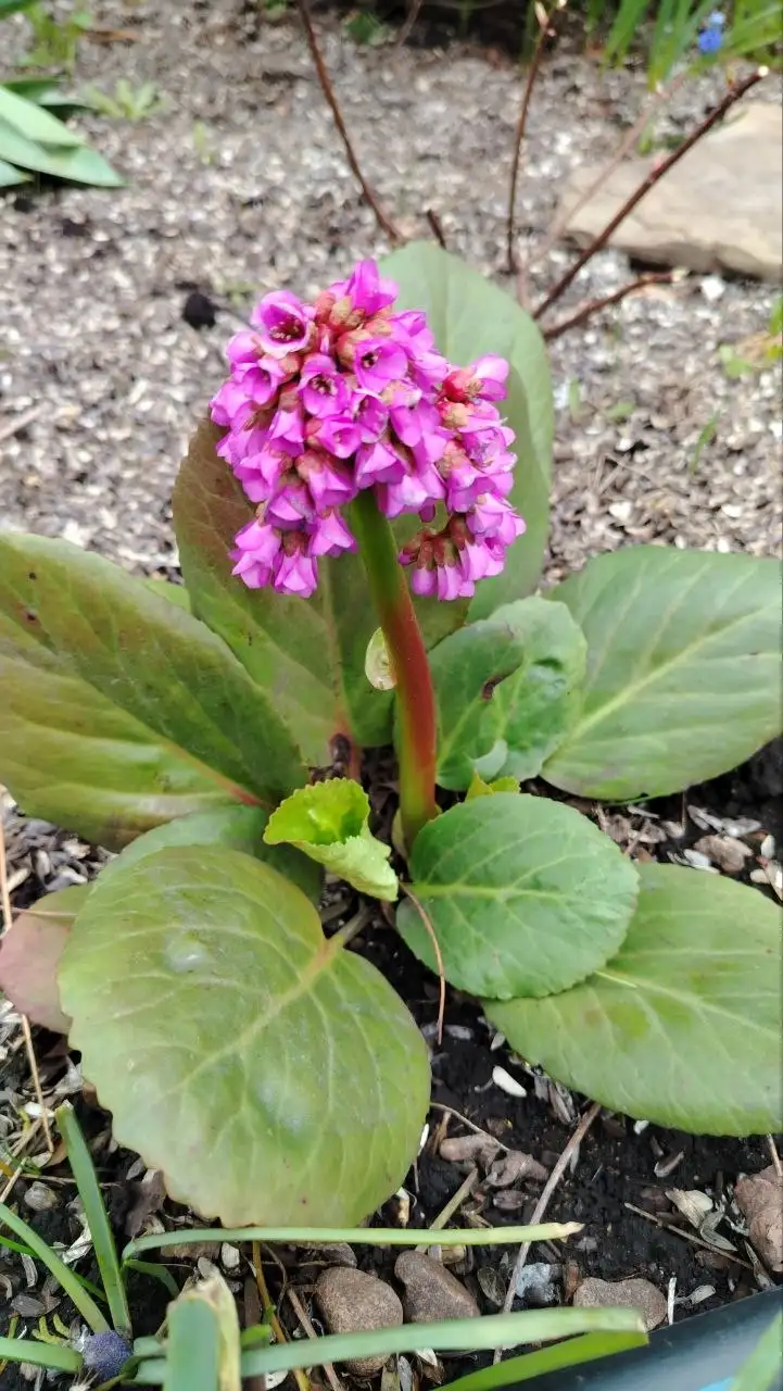 Бадан многолетнее растение - Растения (Хобби и отдых) в Сипайлово