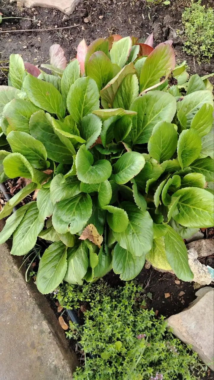 Бадан многолетнее растение - Растения (Хобби и отдых) в Сипайлово