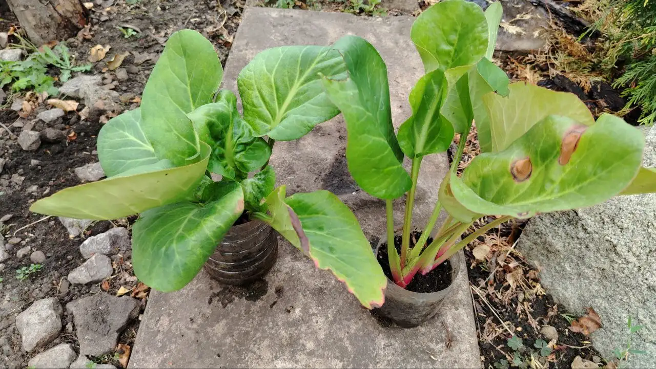 Бадан многолетнее растение - Растения (Хобби и отдых) в Сипайлово