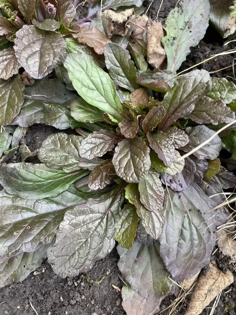 Аюга многолетнее растение деленка - Инструменты в Уфа