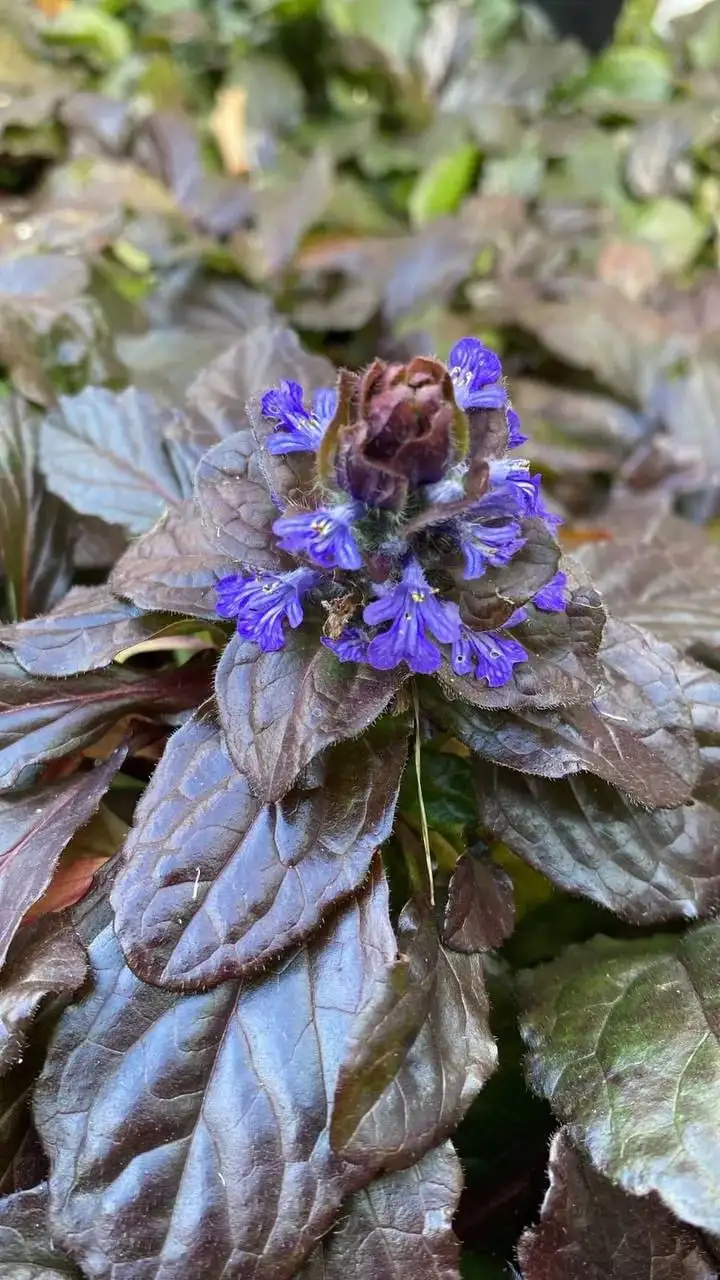 Аюга многолетнее растение деленка - Растения (Для дома и дачи) в Уфа
