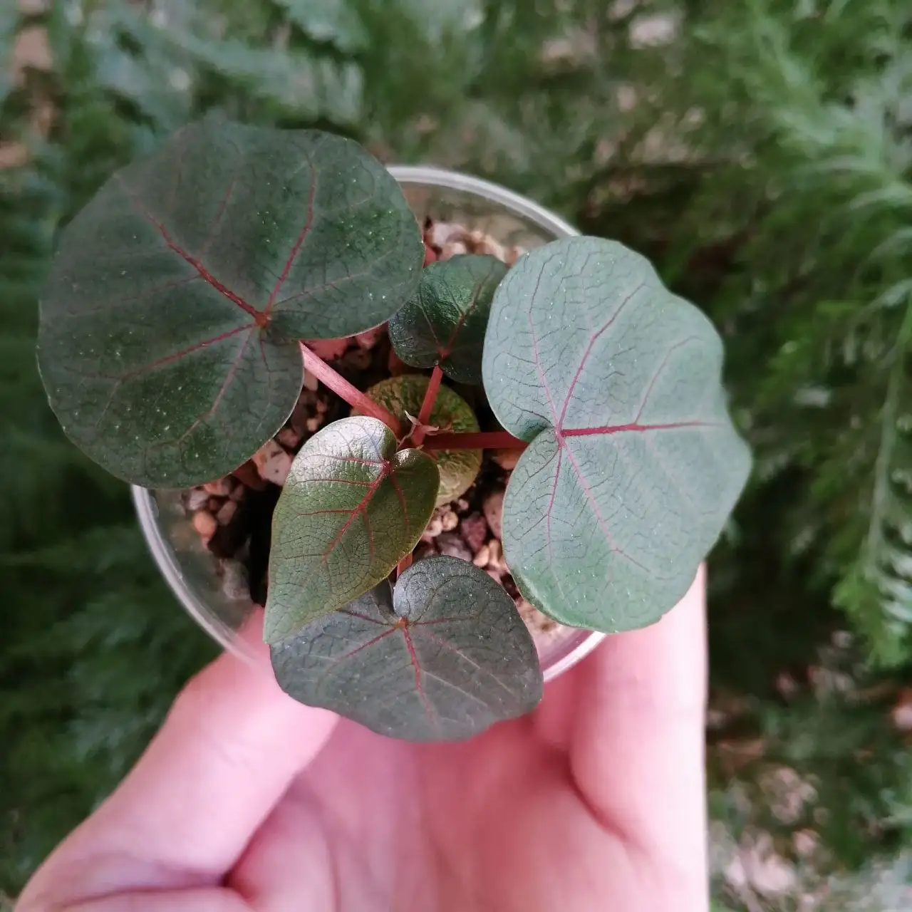 Продажа фикуса и стефании, каудексные растения - Растения (Хобби и отдых) в Уфа