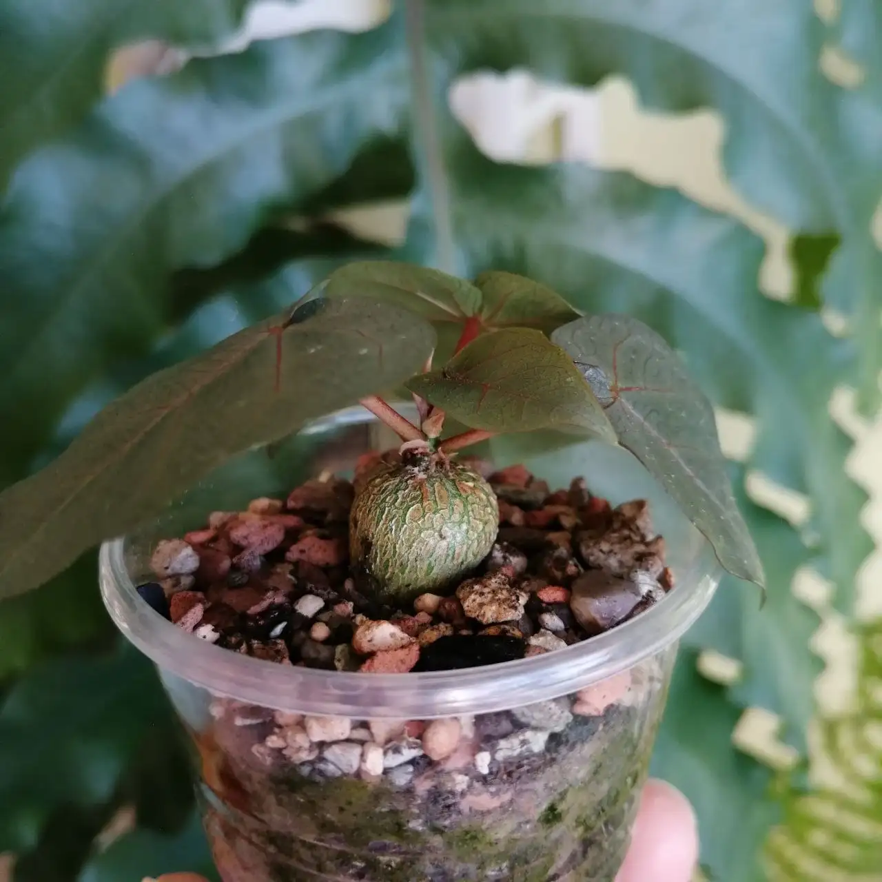 Продажа фикуса и стефании, каудексные растения - Растения (Хобби и отдых) в Уфа