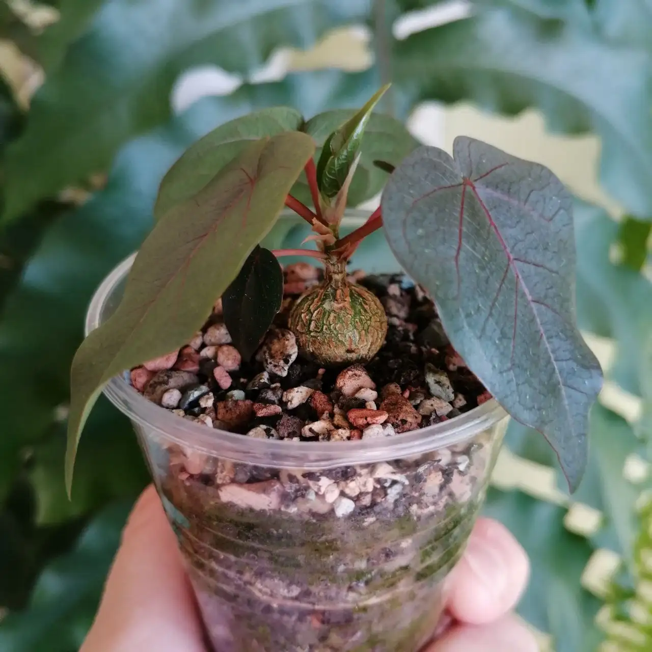 Продажа фикуса и стефании, каудексные растения - Растения (Хобби и отдых) в Уфа