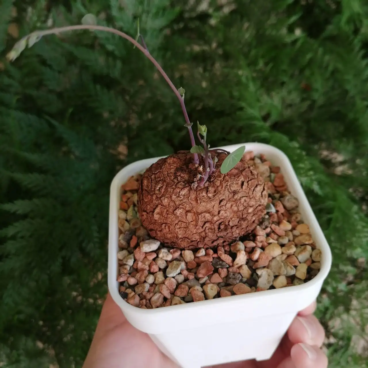 Продажа фикуса и стефании, каудексные растения - Растения (Хобби и отдых) в Уфа