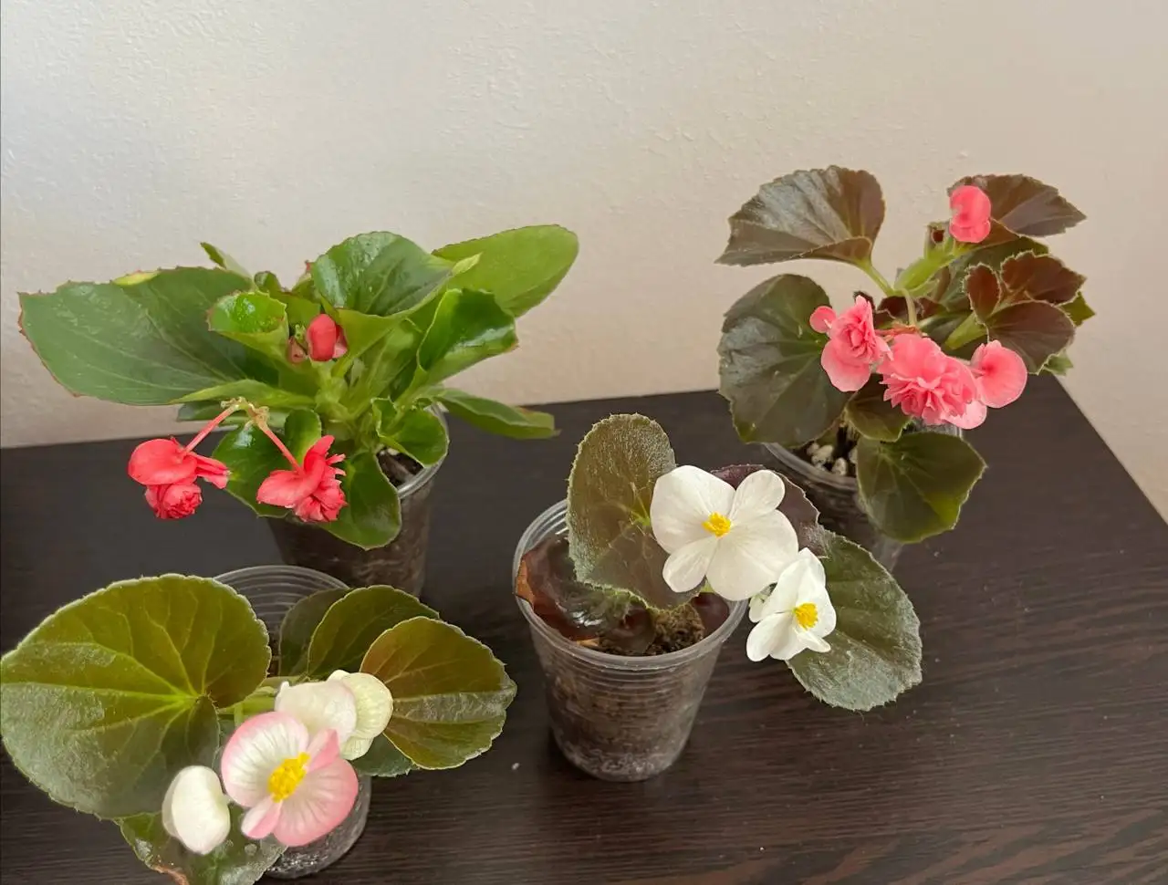 Продажа бегоний - Растения (Для дома и дачи) в Уфа