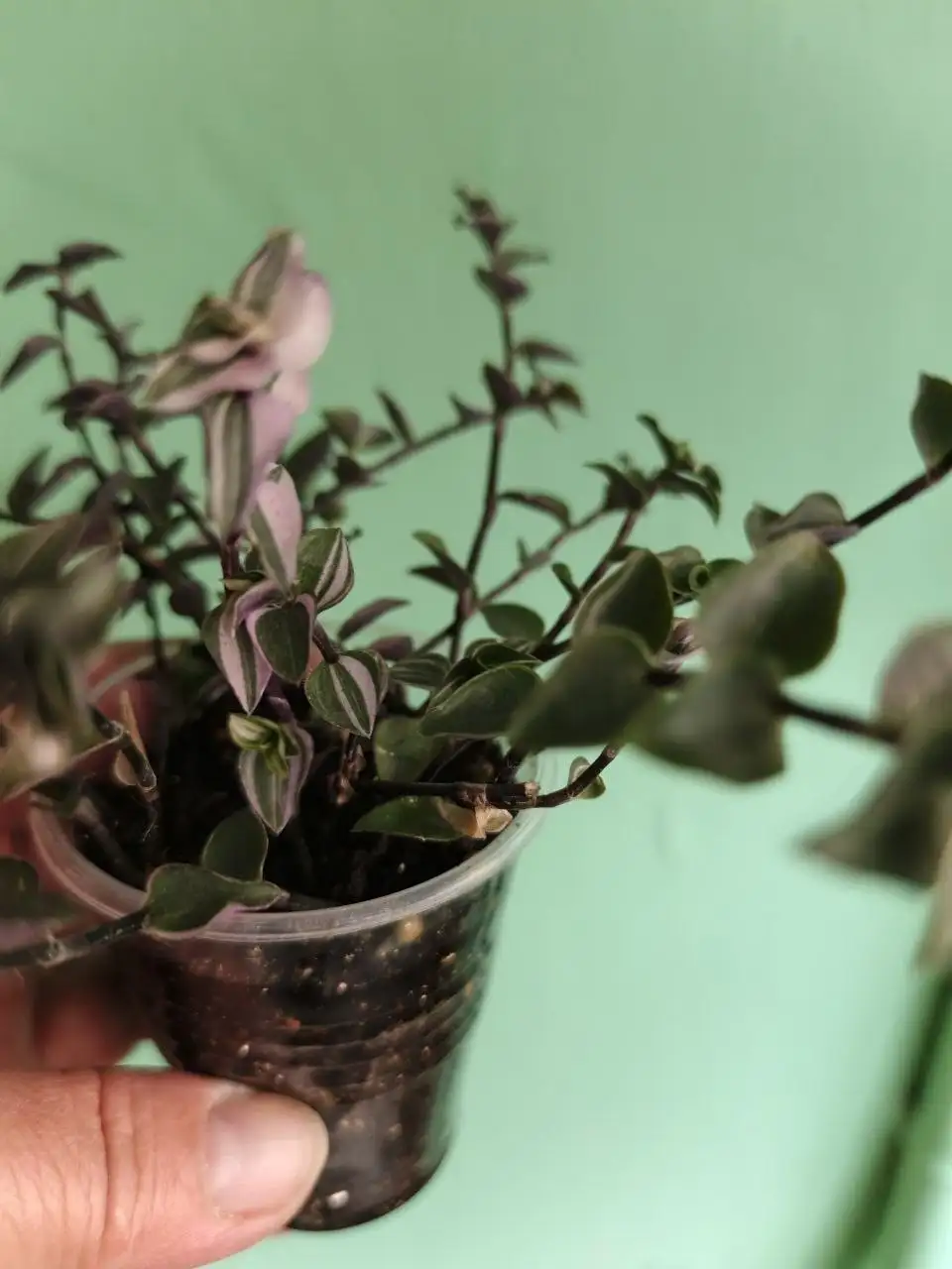 Коллизии Бьянка 150 в хорошем состоянии - Детская одежда (Одежда) в Уфа