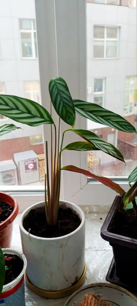 Продажа комнатных растений: ктенанта и спатифиллум - Растения (Хобби и отдых) в Уфа