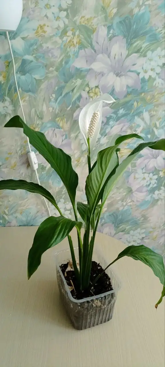 Продажа комнатных растений: ктенанта и спатифиллум - Растения (Хобби и отдых) в Уфа