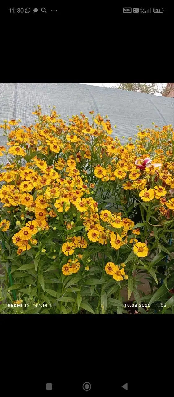 Продажа растений: гелениум, пион узколистный, каллы - Растения (Для дома и дачи) в Уфа