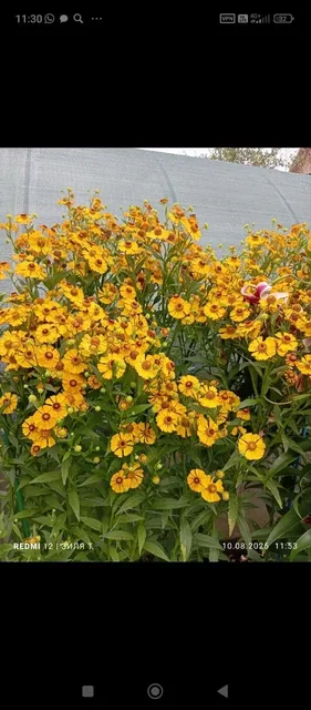 Продажа растений: гелениум, пион узколистный, каллы - Инструменты в Уфа