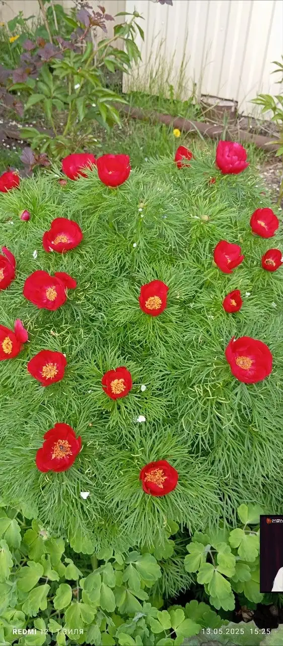 Продажа растений: гелениум, пион узколистный, каллы - Растения (Для дома и дачи) в Уфа