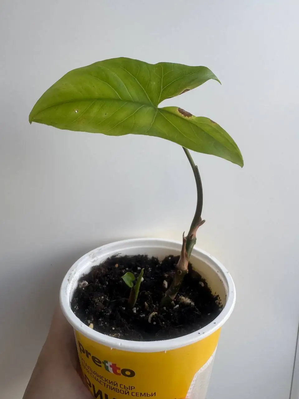 Сингониум - Комнатные растения (Для дома и дачи) в Уфа