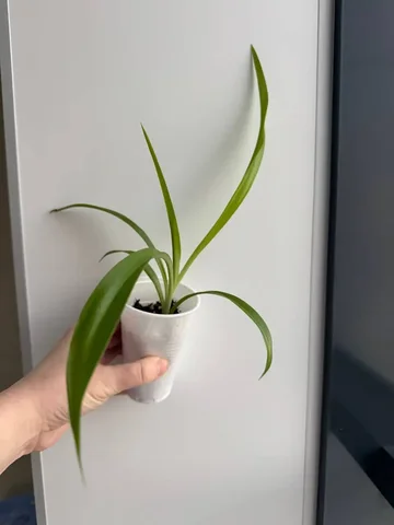 Хлорофитум — неубиваемое офисное растение - Грибы в Уфа