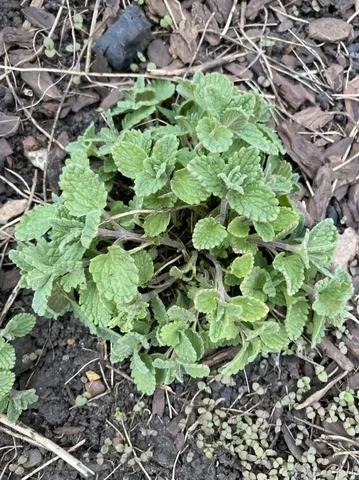 Котовник 190 руб кустик 6 шт - частное объявление в Уфа